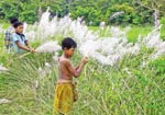 বালুরঘাটে কাশবন। ছবি: অমিত মোহান্ত